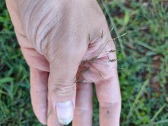Eragrostis tenuifolia