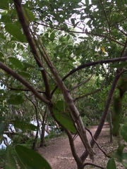 Acrophylla wuelfingi