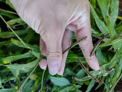 Paspalum fimbriatum