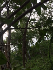 Acrophylla wuelfingi