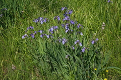 Iris setosa