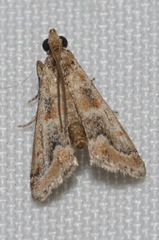 Neodavisia singularis