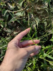 Urochloa plantaginea