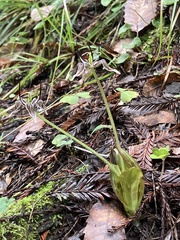 Scoliopus bigelovii