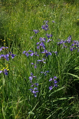 Iris setosa