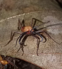 Eciton burchellii