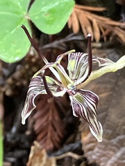 Scoliopus bigelovii