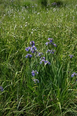 Iris setosa
