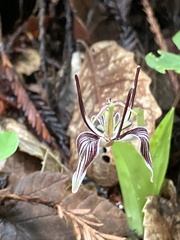 Scoliopus bigelovii