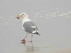 Larus occidentalis