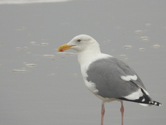 Larus occidentalis