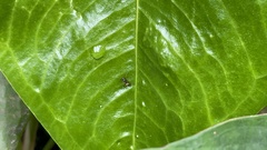 Camponotus chazaliei