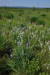 Iris setosa