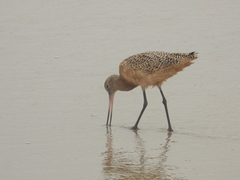 Limosa fedoa