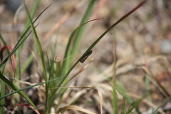 Utetheisa pulchelloides