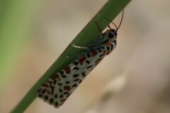 Utetheisa pulchelloides