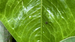 Camponotus chazaliei