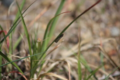 Utetheisa pulchelloides