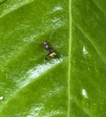 Camponotus chazaliei