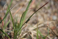 Utetheisa pulchelloides