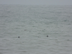 Aechmophorus occidentalis