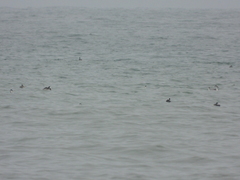 Aechmophorus occidentalis