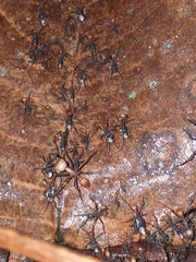 Eciton burchellii
