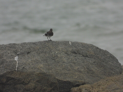 Arenaria melanocephala