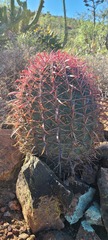 Ferocactus gracilis