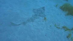 Aptychotrema rostrata