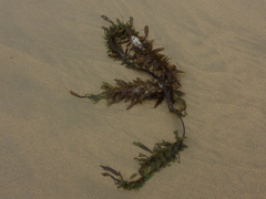 Egregia menziesii