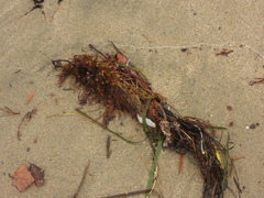 Sargassum horneri
