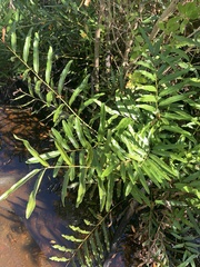 Acrostichum danaeifolium