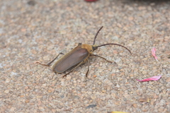 Acanthinodera cumingii