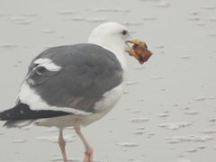 Larus occidentalis