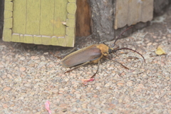 Acanthinodera cumingii