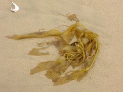 Macrocystis pyrifera