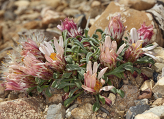 Townsendia scapigera