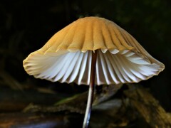 Cryptomarasmius