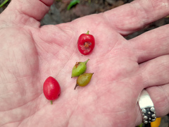 Ganophyllum falcatum