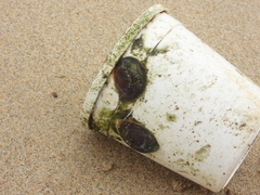 Mollusca