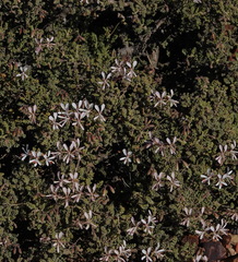 Pelargonium alternans