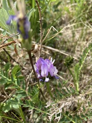 Astragalus agrestis