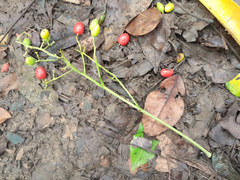 Ganophyllum falcatum