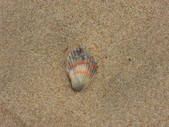Argopecten ventricosus