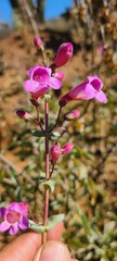 Penstemon spectabilis subinteger