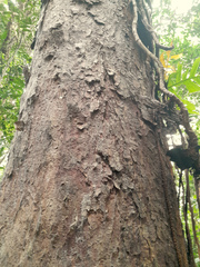 Ganophyllum falcatum