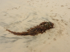 Macrocystis pyrifera