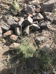 Lavandula coronopifolia