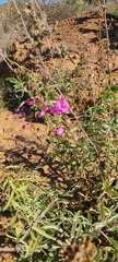 Penstemon spectabilis subinteger